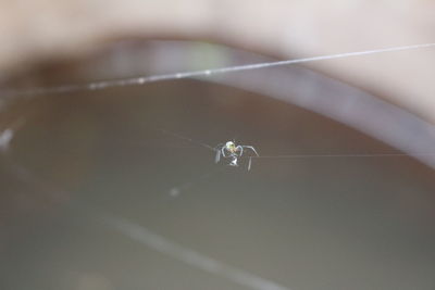 Close-up of spider on web