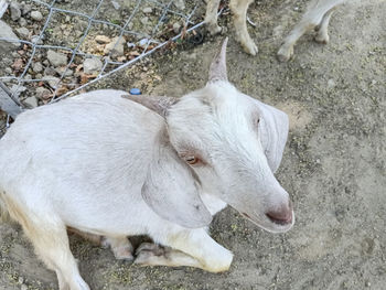 High angle view of goat on field