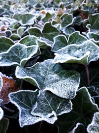 Close-up of frost on leaves during winter