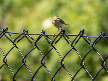 Bird perching on a fence