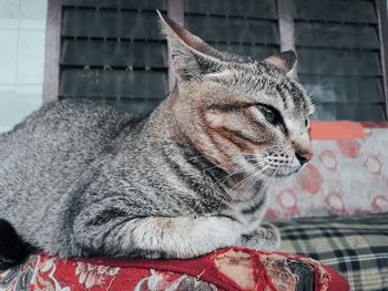 Close-up of a cat looking away