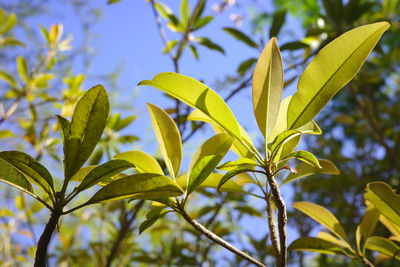 plant