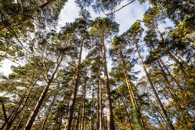 Low angle view of bamboo trees