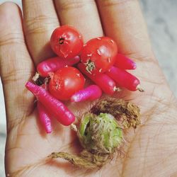 Close-up of hand holding red chili