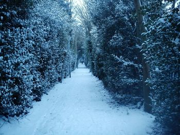 Snow covered trees