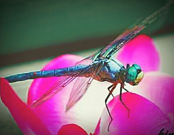 Close-up of insect on pink flower