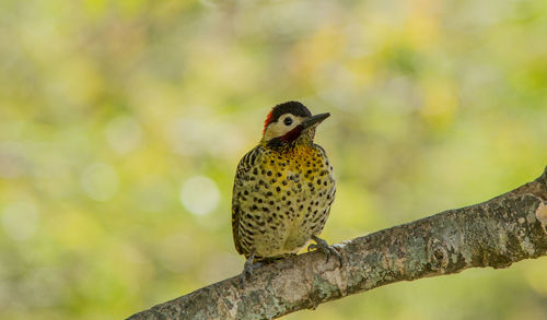 Close-up of bird perching on branch