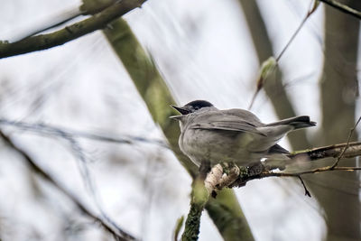 Low angle view of bird perching on branch