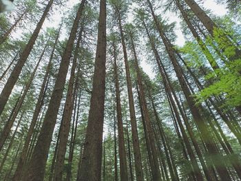 Low angle view of bamboo trees in forest