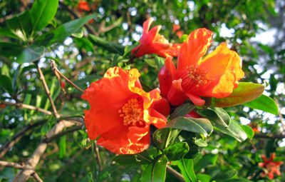 Close-up of day lily blooming outdoors