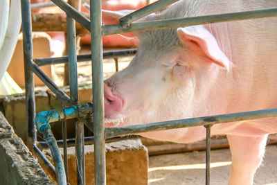Close up of a pig is growing in a thai organic farm, raising pork in organic farm.