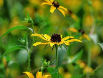 Close-up of yellow flower blooming in field