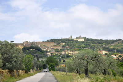 Road along trees