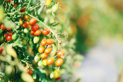 Close-up of berries growing on tree