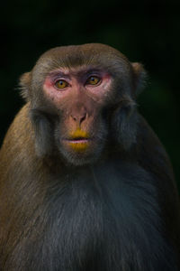 Portrait of a monkey