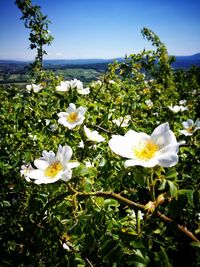 Close-up of white flowers blooming on plant against sky