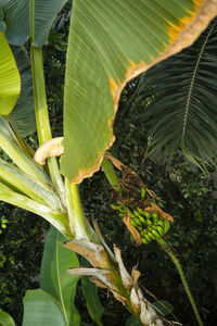 Close-up of green plant