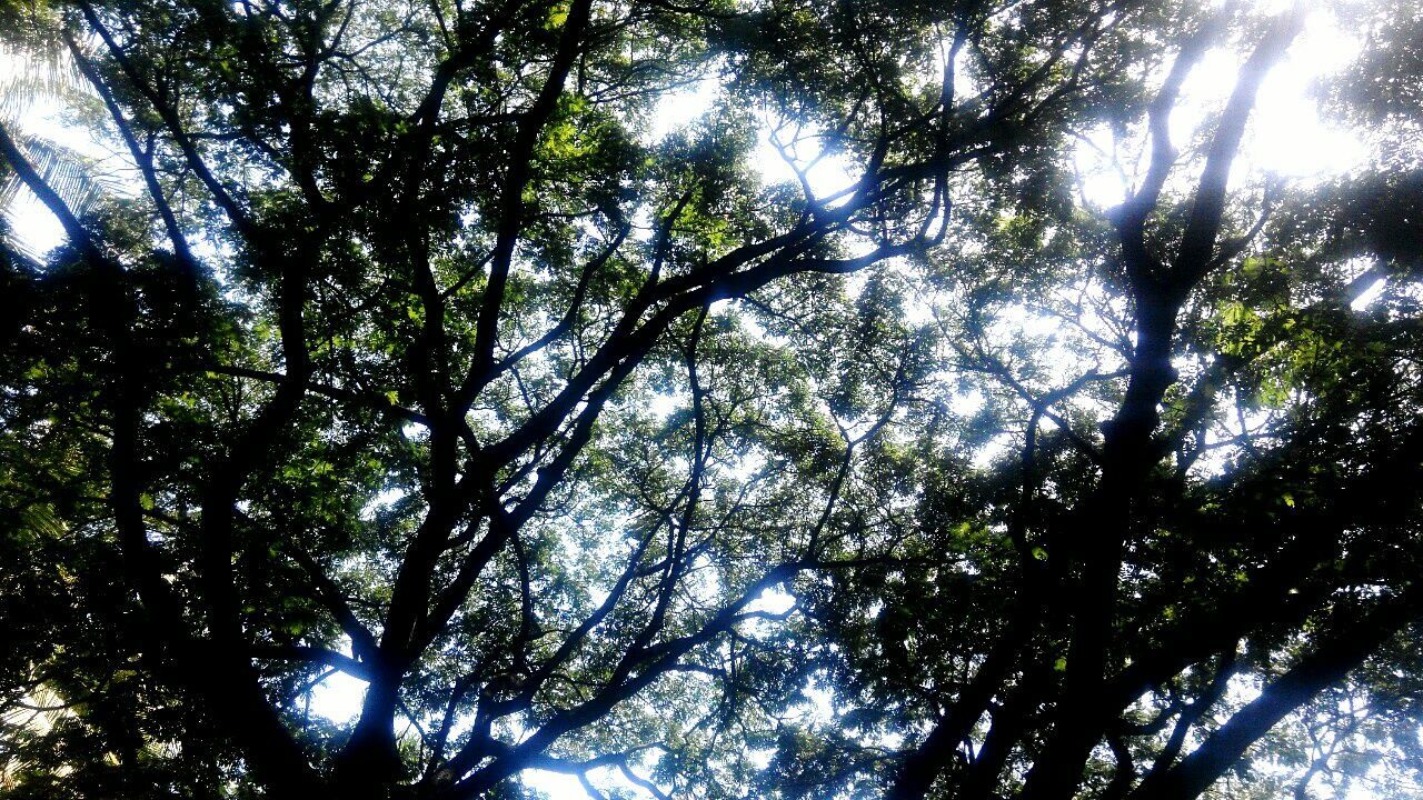 tree, low angle view, growth, branch, tranquility, nature, beauty in nature, sky, tree trunk, tall - high, directly below, sunlight, forest, day, scenics, backgrounds, outdoors, no people, full frame, green color