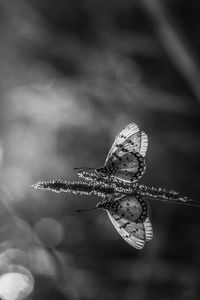 Close-up of butterfly on flower