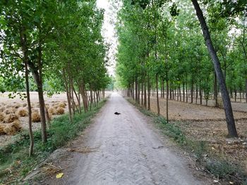 Empty road along trees