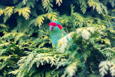 Close-up of a bird