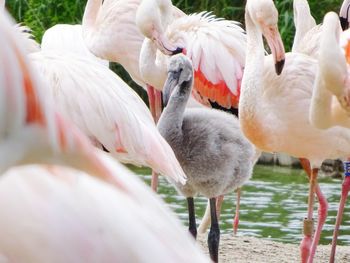 Flamingos at lakeshore