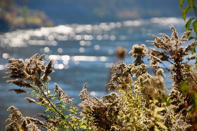 Close-up of plants by sea against sky on sunny day