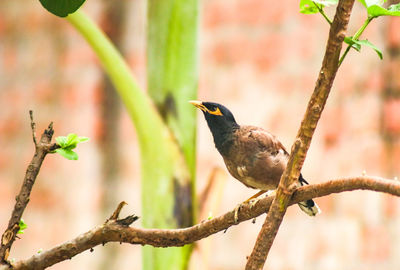 Close-up of bird perching on branch