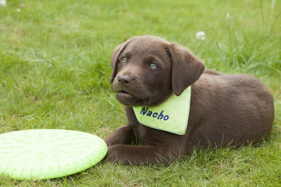 Close-up of dog sitting on grass with plastic disc