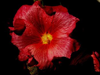 Close-up of red hibiscus blooming against black background