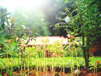 Close-up of plants against sky