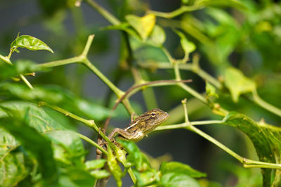 Close-up of insect on plant
