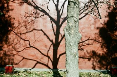 Bare tree in park