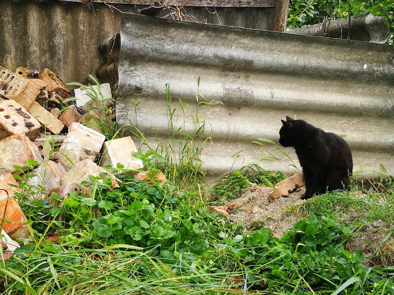 animal themes, animal, mammal, one animal, plant, vertebrate, domestic, pets, day, domestic animals, nature, grass, no people, animal wildlife, growth, animals in the wild, cat, green color, black color, feline