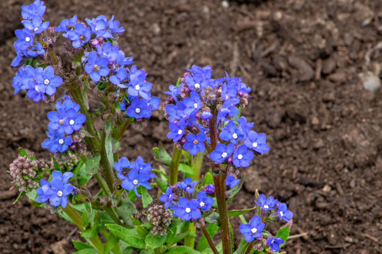 CLOSE-UP OF BLUE FLOWERS ON FIELD