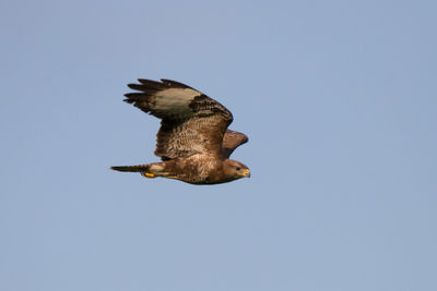 Low angle view of eagle flying against clear sky