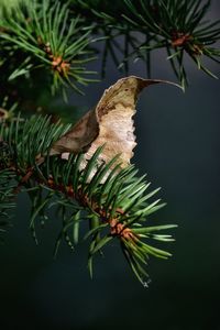 Leaf in pine tree