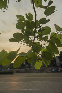 Close-up of plant against sky