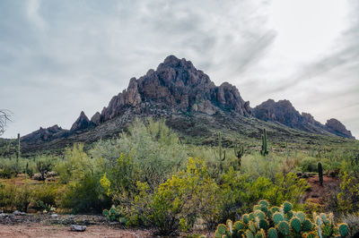 Arizona desert landscape with ragged mountain top and lush green cacti. daytime image.