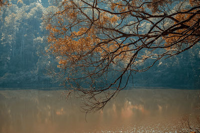 Reflection of tree in lake against sky