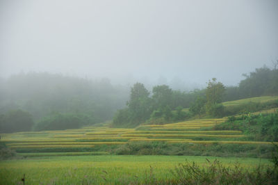 Scenic view of agricultural field against sky
