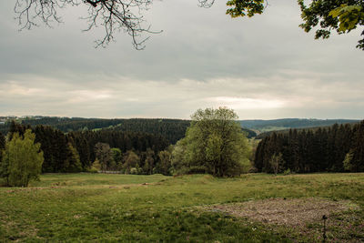 Trees on field against sky