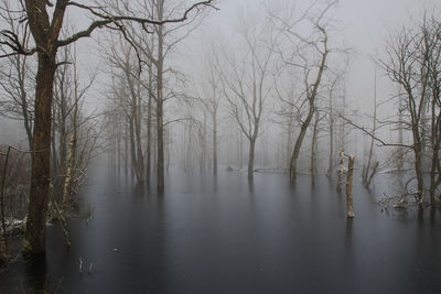 Bare trees on snow covered landscape