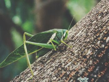 Close-up of insect on tree trunk