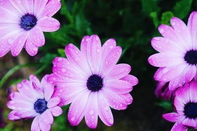 Close-up of wet pink flower