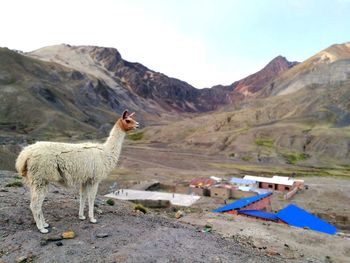 Horse standing on field against mountains