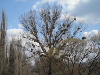 Low angle view of bare trees against sky