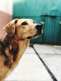 Close-up of dog looking away