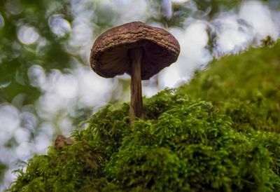 Close-up of mushroom growing on land