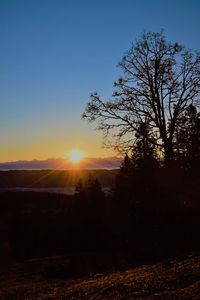 Silhouette trees against clear sky during sunset